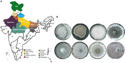 Genetic Diversity Studies Based on Morphological Variability, Pathogenicity and Molecular Phylogeny of the Sclerotinia sclerotiorum Population From Indian Mustard (Brassica juncea)